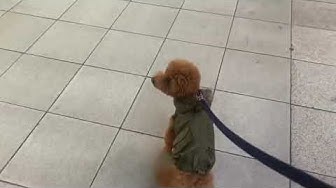 あざと犬 Youtube