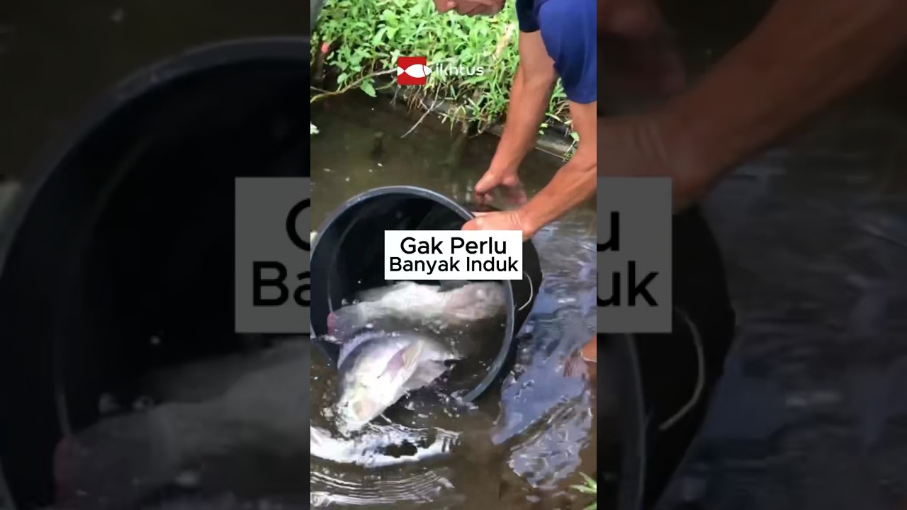 Sedikit Indukan Tapi Anakan Banyak? Ini Caranya 