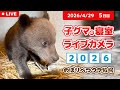 4月29日 子グマの寝室ライブカメラ のぼりべつクマ牧場