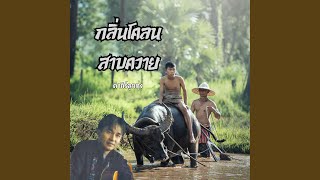 กลิ่นโคลนสาบควาย