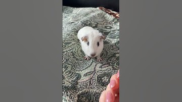 The guinea pig eats a carrot and runs away