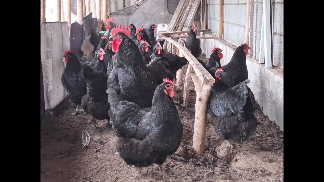 Кора Жерси товуклари тухумлари сотилади