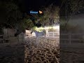 #horse #treningreels #viralvideo #youtubeshorts #song
