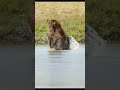 Alaskan Brown Bears wrestling in the water. Full videos of these guys on my channel!