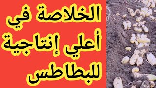 خلاصة زراعة البطاطس والحصول علي أعلي إنتاج، هام جدا جدا هيفرق معاك كتير