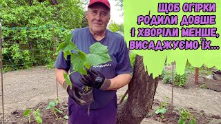 Щоб огірки родили довше і хворіли менше, висаджуємо їх…