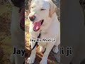 Bholu#the#labradog#funny#comedy#video#ytshort #doglover