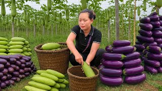 Harvest Giant Eggplant & Sweet Melon Garden to sell the market - Pets care |  Huong's Village Life