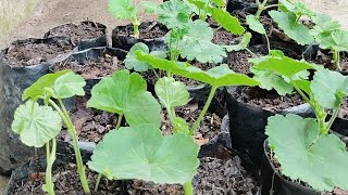 #How to reuse old potting soil for geranium planting. #nature @Sunitabasneet@arpanrai7629