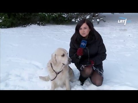 Video: Šis Labradoro Retriveris Gali Padėti Rasti Pamestus Golfo Kamuolius