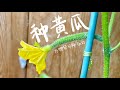 从种子开始种黄瓜  Grow cucumber from seeds