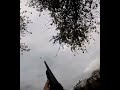 Pigeon shooting - left and right - gopro footage #pigeon #steelshot #shotgun