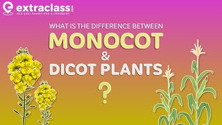 What is the difference between Monocot and Dicot plants | Biology | Extraclass.com