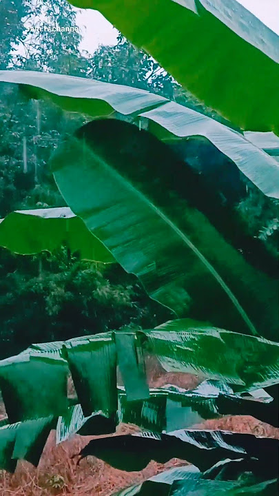 Rainy day #rainyday #nature #youtubeshorts #shortsvideo #shorts #rain #827