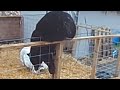 カメラは見ていた。豚舎に忍びよる巨大なクマの影