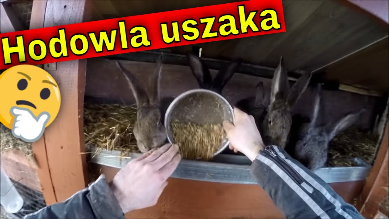 Obchód Farmerski przy chorobie... | Kolejny wykot. System hodowli farmerskiej.