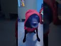 #viralvideos