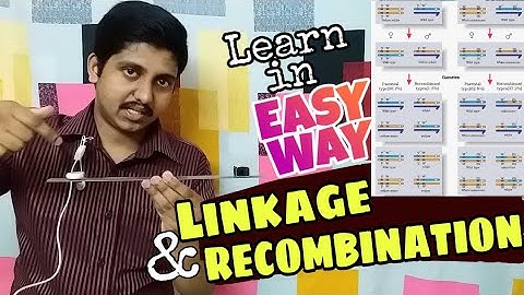 Linkage & Recombination - Morgan | Principles of inheritance & variations- Genetics Class 12 | NEET