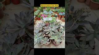 Mysore palace tree show #tree #trending #flowers #india #viral #trump