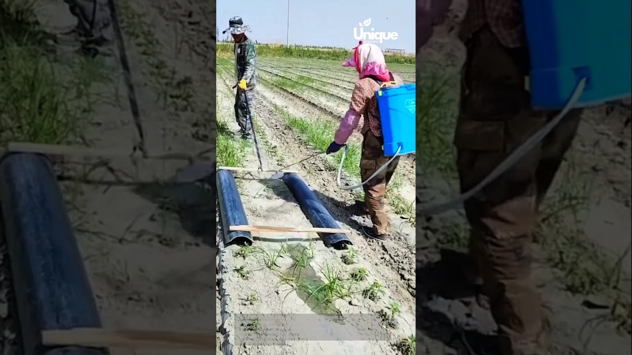 Spraying crops with a backpack sprayer: innovative farming technology