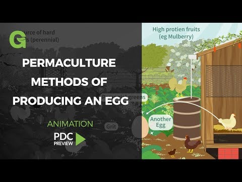 permaculture-methods-of-producing-an-egg