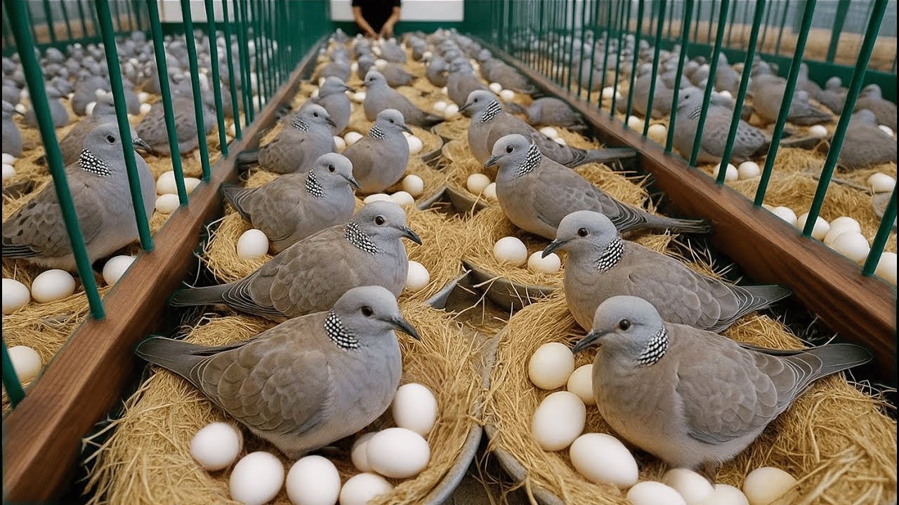 Разведение голубей. Как выращивать голубей для получения яиц в домашних условиях.