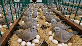 картинка: Разведение голубей. Как выращивать голубей для получения яиц в домашних условиях.