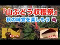 【山ぶどう収穫】山ぶどうジュースを作ろう！