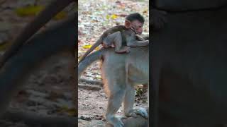 Ep540. Adorable Monkey Has the Cutest Reaction to Meeting a New Friend