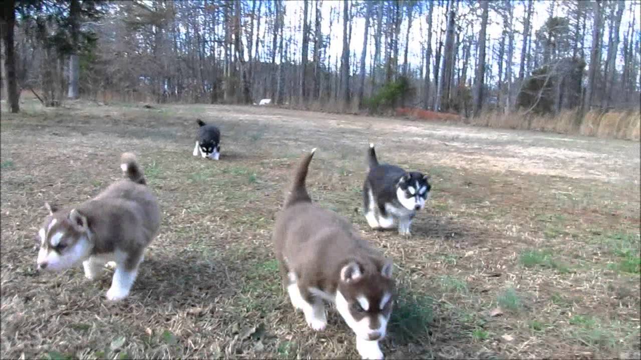 My Siberian Husky Kennels.. Ruby's Pups (2013) YouTube