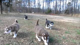 My Siberian Husky Kennels.. Ruby's Pups (2013)