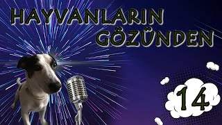 Hayvanların Gözünden - En Komik Hayvan Videoları