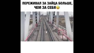 Заяц на железнодорожном пути 🐇🚂