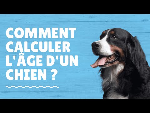 Vidéo: Comment obtenir une odeur d'urine de chien hors de la maison et des tapis