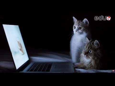 Video: Kako Naučiti Mačke, Da Ne Plezajo Po Zavesah