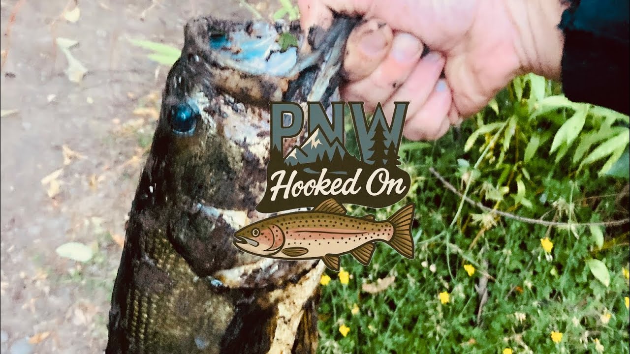 Oregon Bass Fishing | Texas Rig On Lakes and Ponds | First Time Targeting Bass | July PNW |