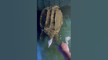 #ruacasau #ruacanh #turtle #alligatorsnappingturtle #reptiles #snappingturtle #turtle  #vietnam