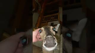 How Many Pets Do Yall Have?