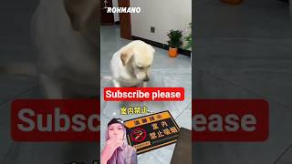 This Dog Forbids Smoking Guys #shortsvideo #shorts #dog #animals #trending #fyp