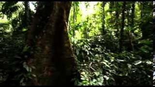 Gunung Mulu National Park . بارك كونوانك .. احدى المواقع السياحية والغابات في سرواك / ماليزيا