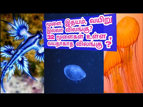 மூளை,இதயம்,வயிறு இல்லா விலங்கா?வயதே ஆகாதா?,32 மூளை உள்ள விலங்கா?No brain,stomach,heart? 32brains?WOW