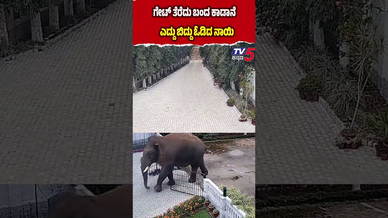 Kodagu Elephant Terror | ಗೇಟ್ ತೆರೆದು ಬಂದ ಕಾಡಾನೆ ಎದ್ದು ಬಿದ್ದು ಓಡಿದ ನಾಯಿ