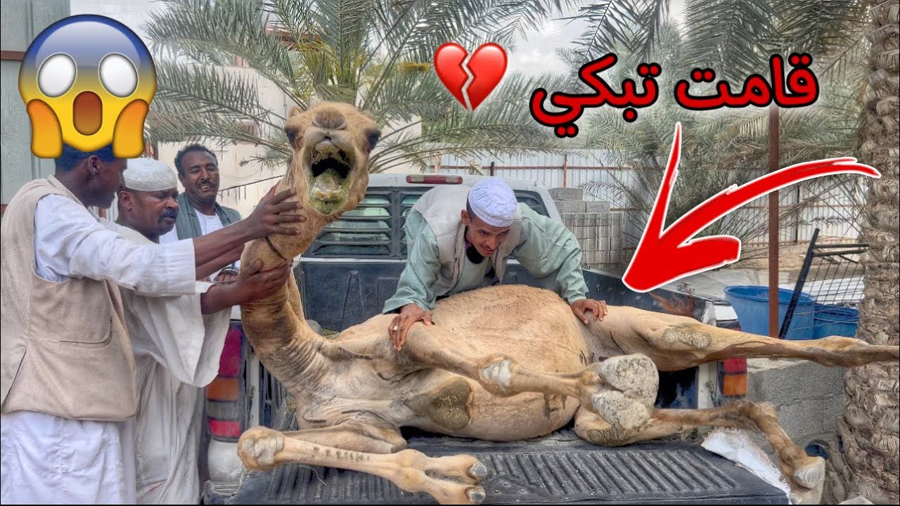 بعت البعارين وشريت بدالهم غنم !! ولكن انقهرت حيل والسبب !!