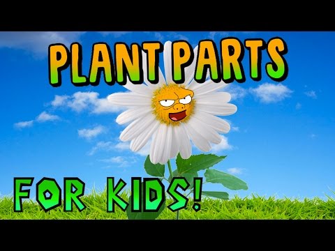⁣Parts of a Plant for Kids!