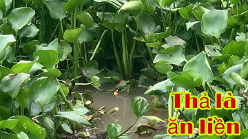 Câu Cá Tra Cá Mè Vinh Mùa Nước Nổi Thả Mồi Xuống Là Ăn | Fishing Miền Tây