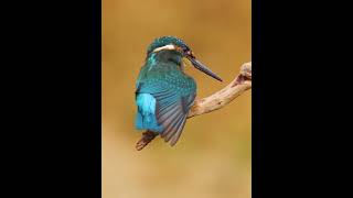 EL MARTIN PESCADOR un experimentado buzo #aves #animal #coloridos #UICN #salvaje