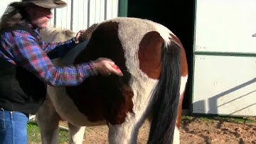 Winter Dirty Horse grooming tips ! stall13.com videos