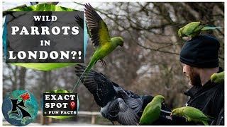 Wild Parrots of London, England | Rose-Ringed Parakeet (Psittacula krameri) | Koaw Nature