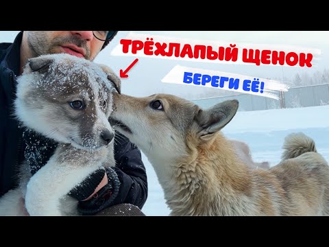 She was born with three legs. I took the puppy from the street on Christmas Day.