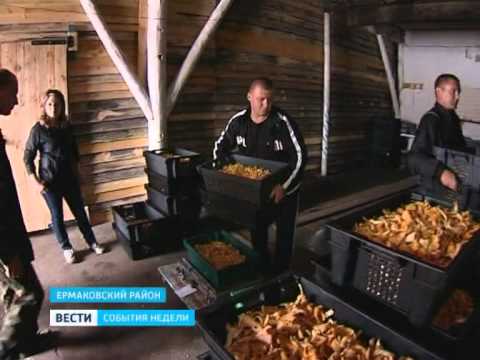Бизнес на дикоросах